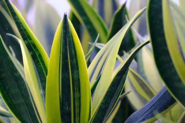 Qualities To Know Before You Buy Snake Plant Online