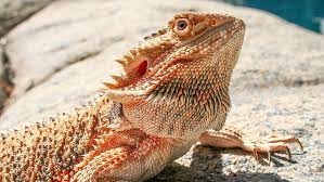 Bearded Dragon: Ear Infection Symptoms Causes and Treatment